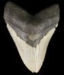 Megalodon Tooth - North Carolina #59086-1
